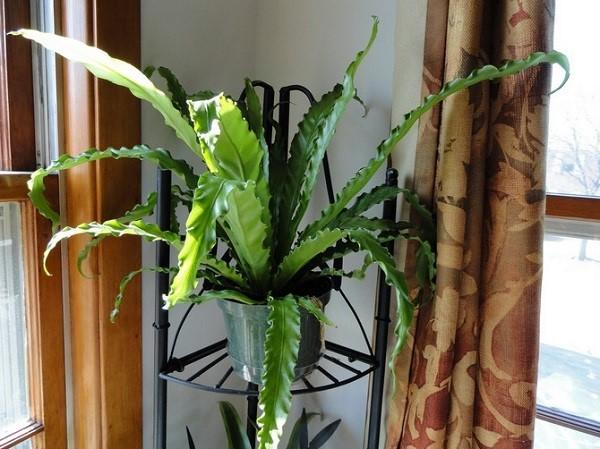 asplenium en el interior