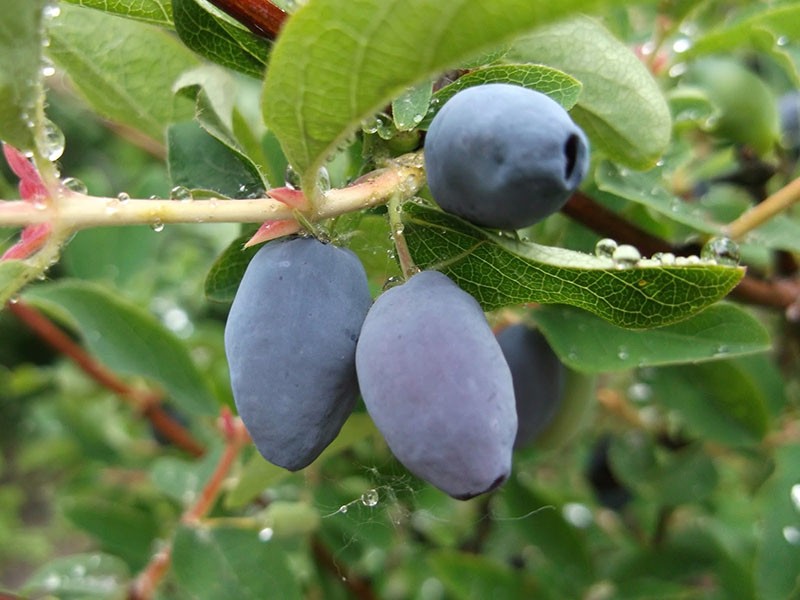 nymphe de chèvrefeuille à gros fruits