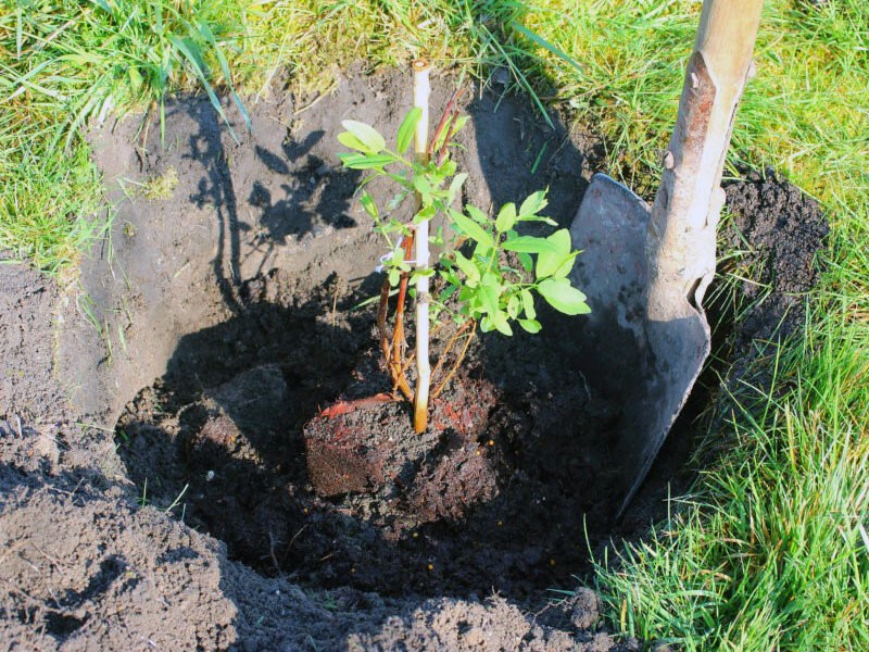 plantation et entretien du chèvrefeuille Nymphe