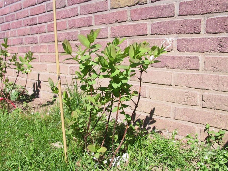 cuidando a la ninfa madreselva