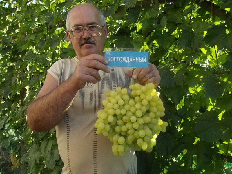 Uvas largamente esperadas