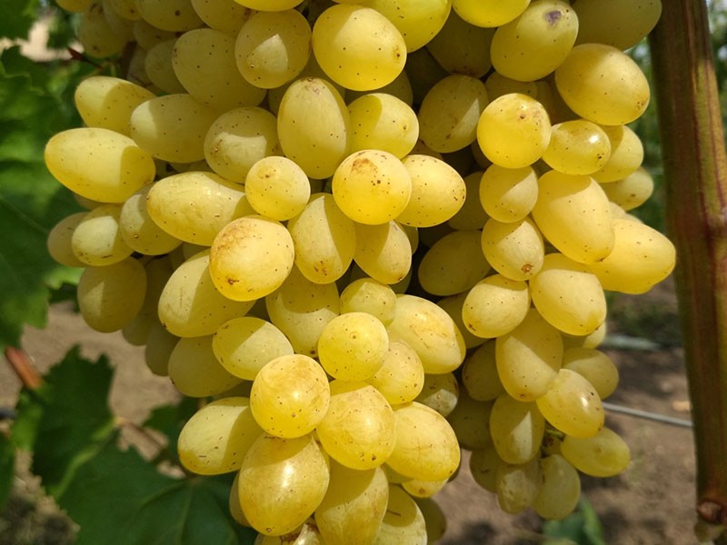 variedad de uva híbrida