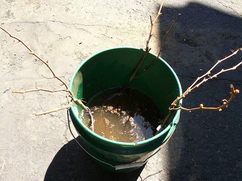 preparación de plantones de uva