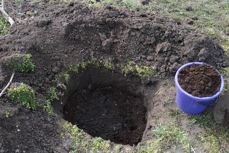 preparación del hueso para plantar uvas