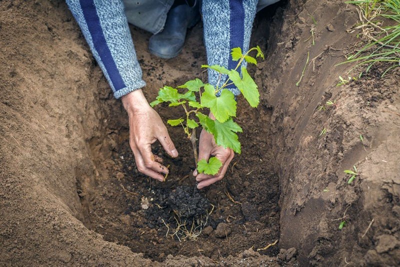 plantar una plántula de uva