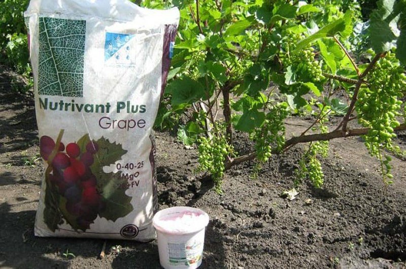 fertilizante para uvas