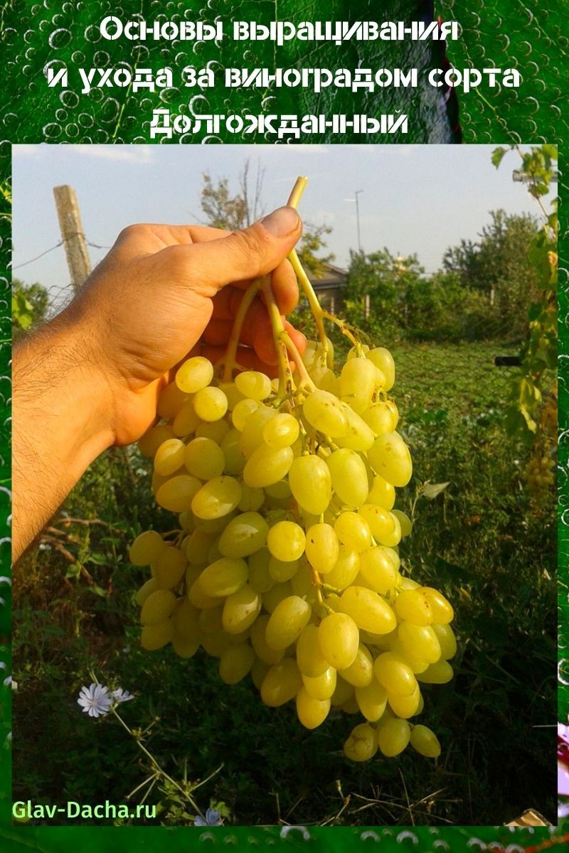 uvas largamente esperadas