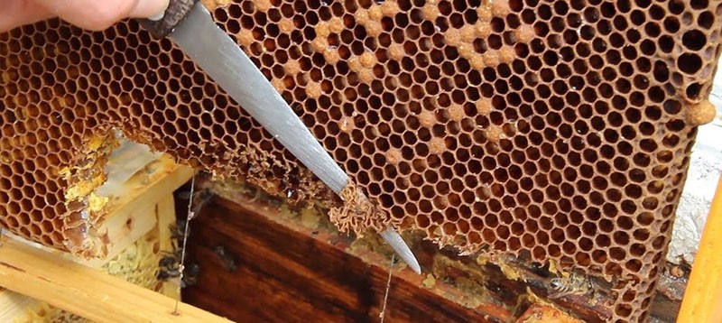 excreción de la abeja reina