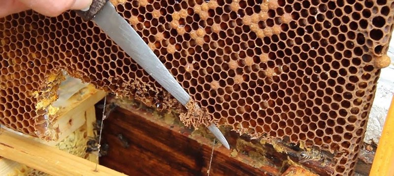 excrétion de la reine des abeilles