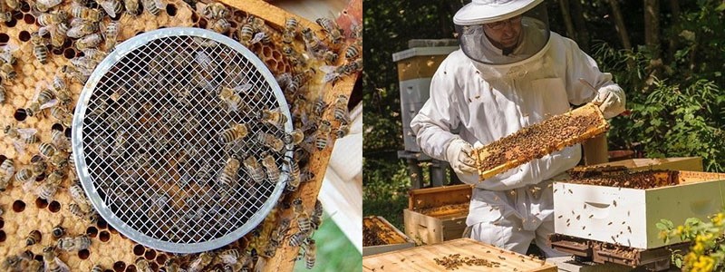 remplacement de la reine des abeilles