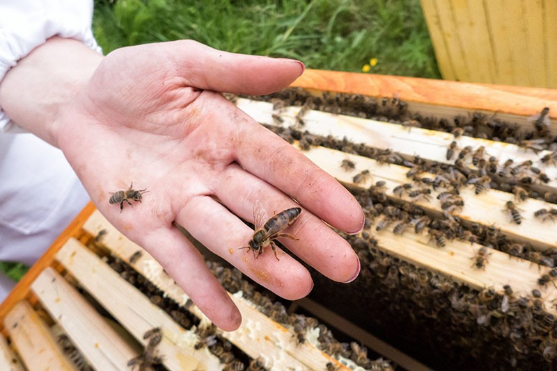 reine des abeilles insecte unique