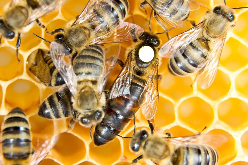distinguimos la abeja reina de las abejas ordinarias