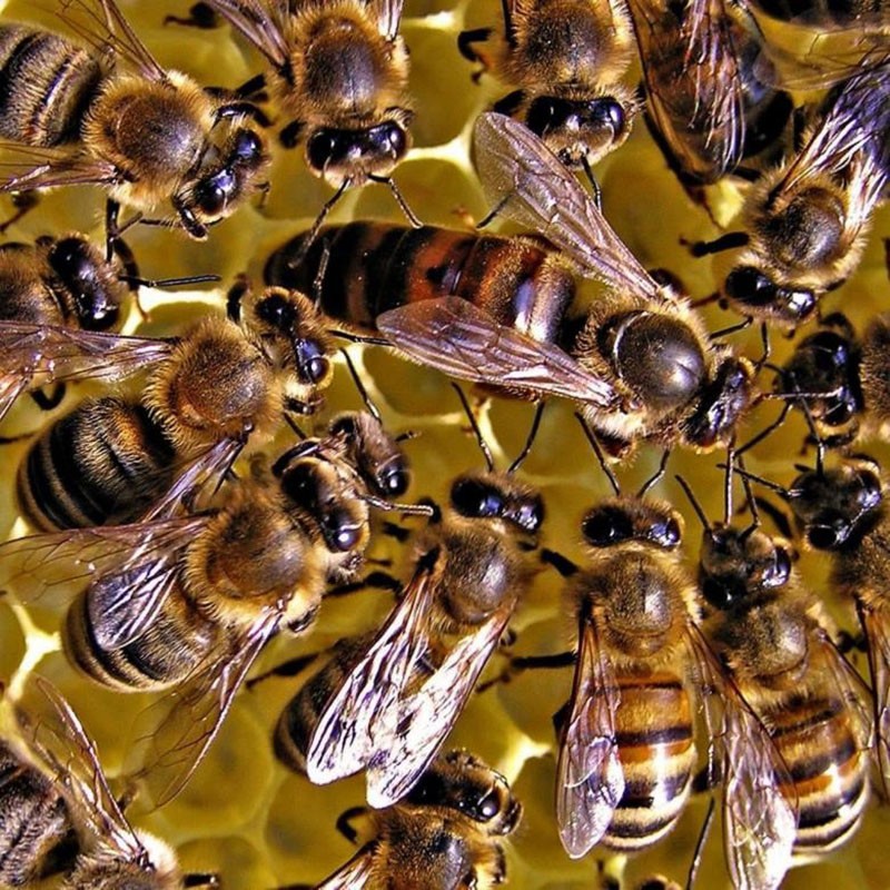 cabeza de la familia de las abejas