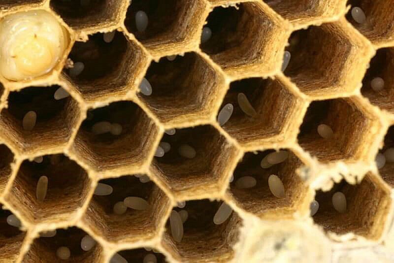 función reproductiva de la abeja reina