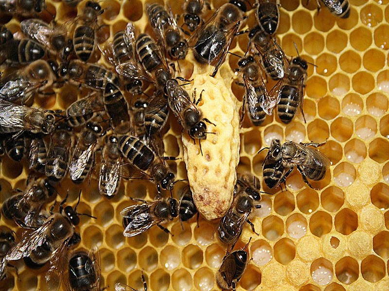 unión de enjambre de abejas