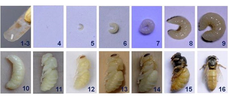 ciclo de desarrollo de la abeja reina