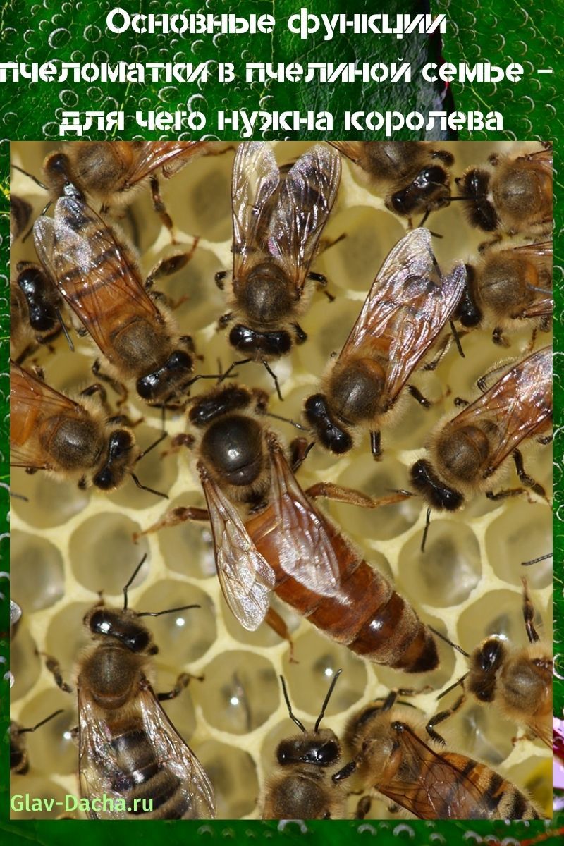 abeille dans une famille d'abeilles