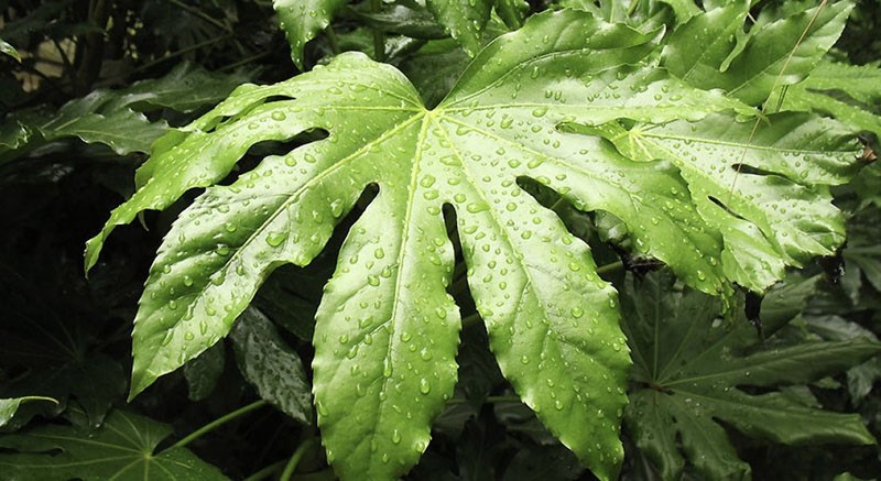 fatsia hidratante