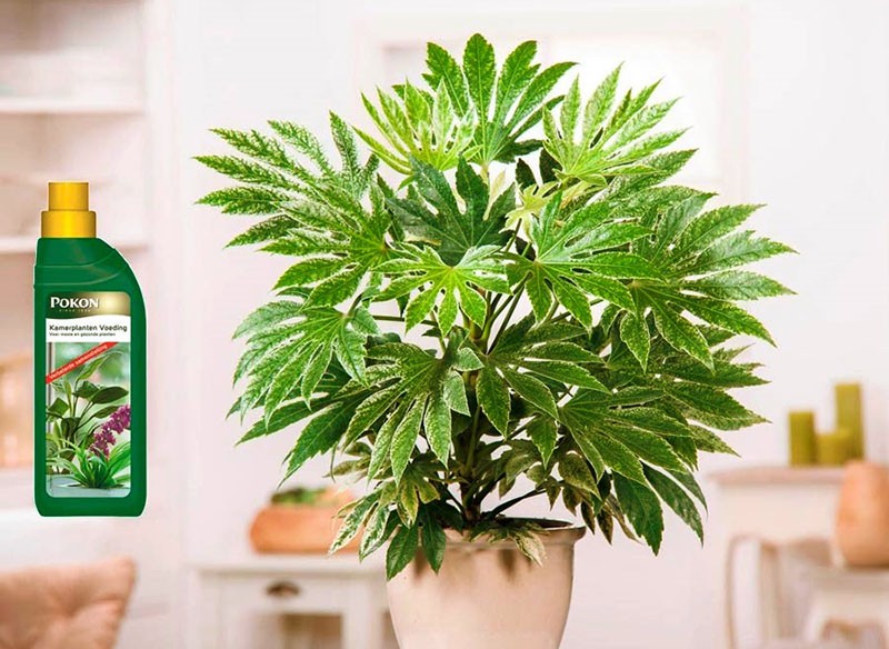 fertilizante para fatsia