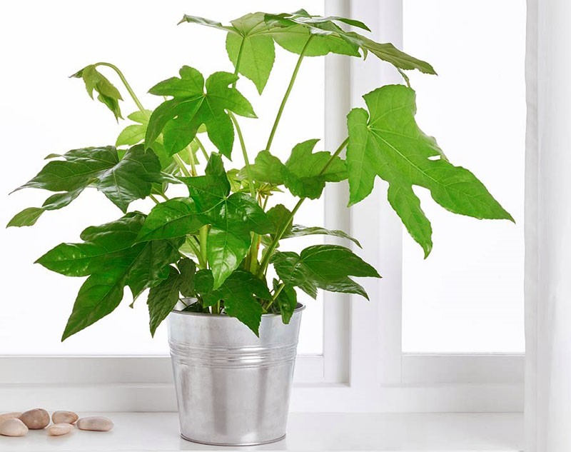 fatsia de fleurs d'intérieur