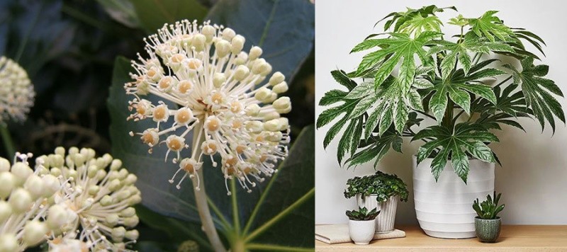 fatsia en fleurs