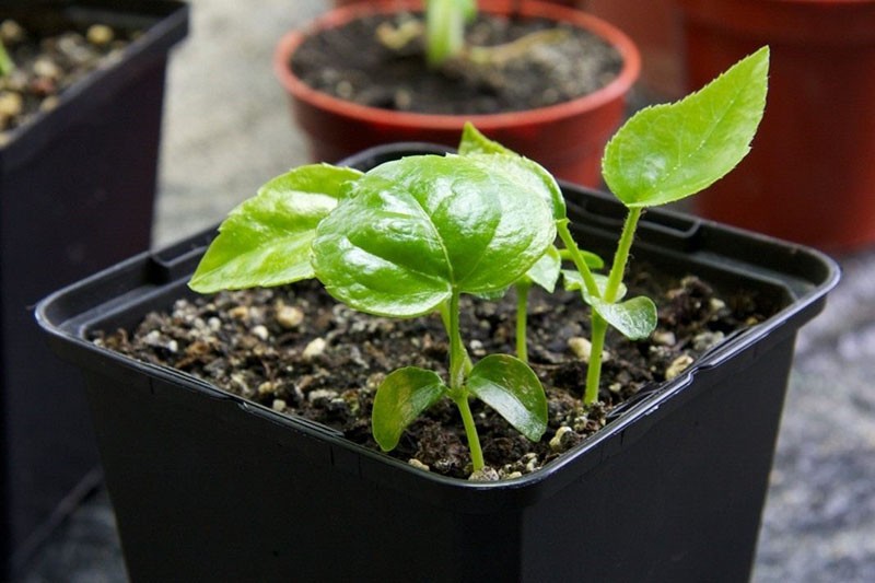 semilla de fatsia