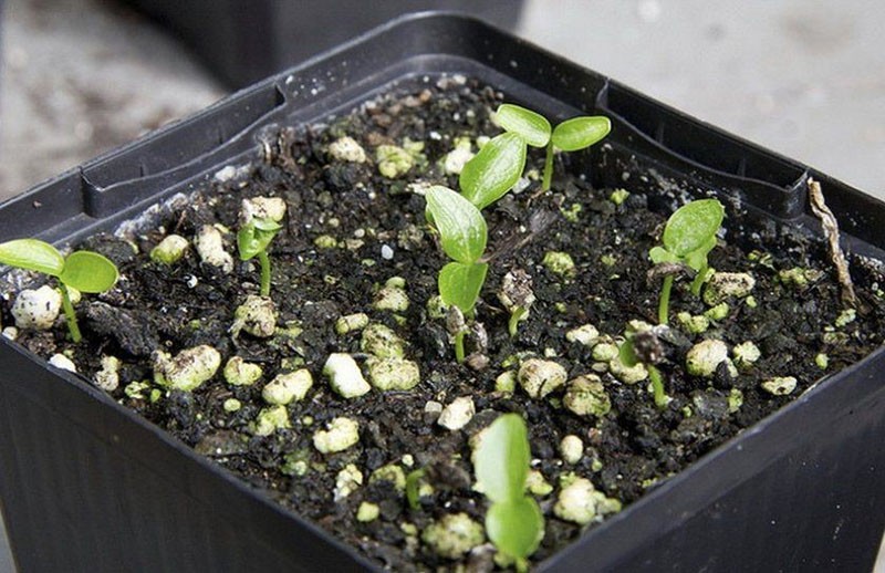 semis de graines de fatsia