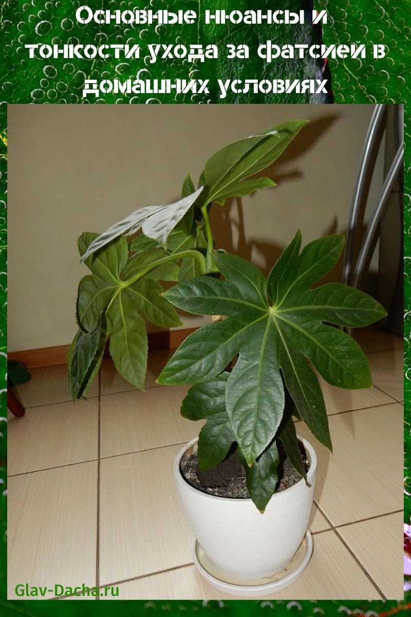 Cuidado de Fatsia en casa