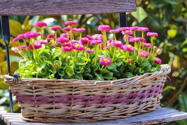 margaritas en una mini-cama de flores