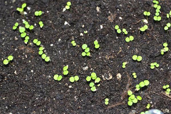 plántulas de margaritas en campo abierto