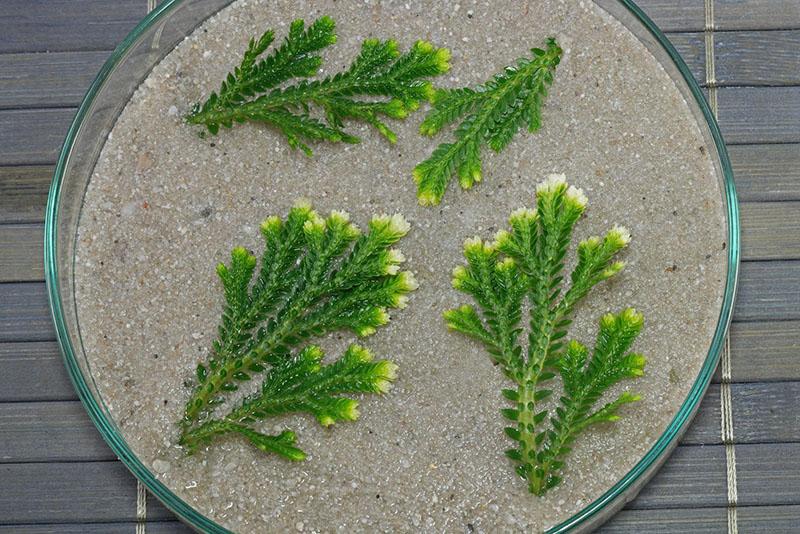 reproduction de selaginella par bouturage