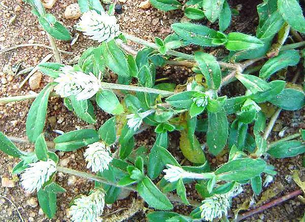 gomphrena esparcidos