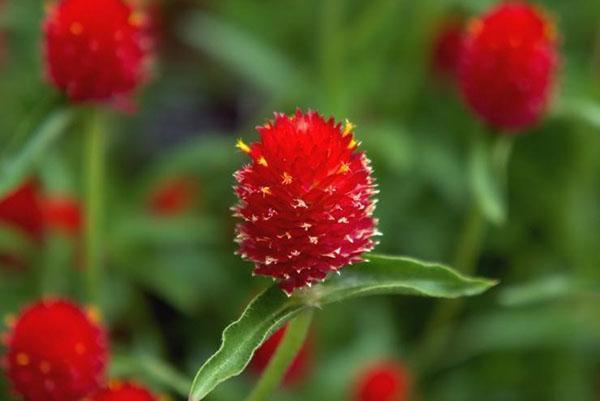 Liebre Gomphrena