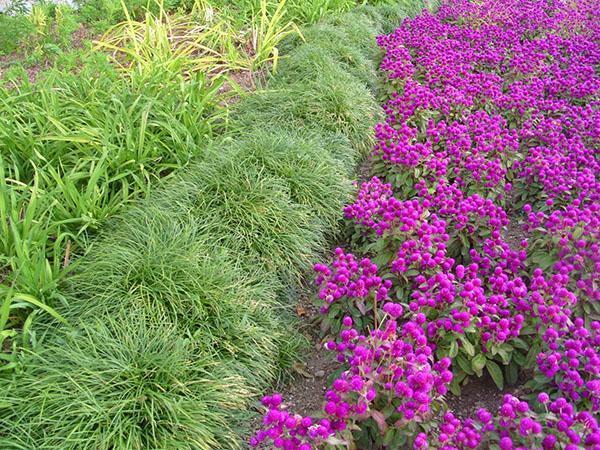 grand parterre de fleurs avec gomfrena