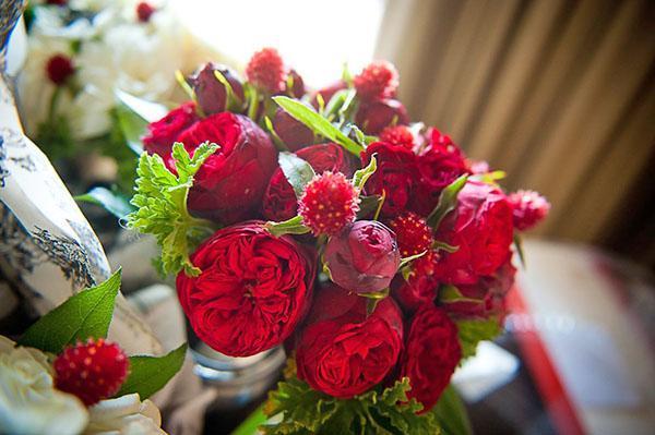 gomphrena aux roses anglaises