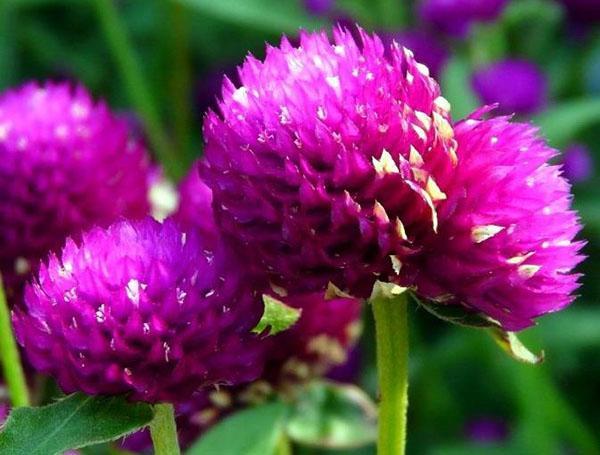 gomphrena sphérique