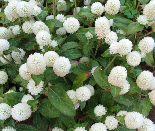 flores blancas como la nieve