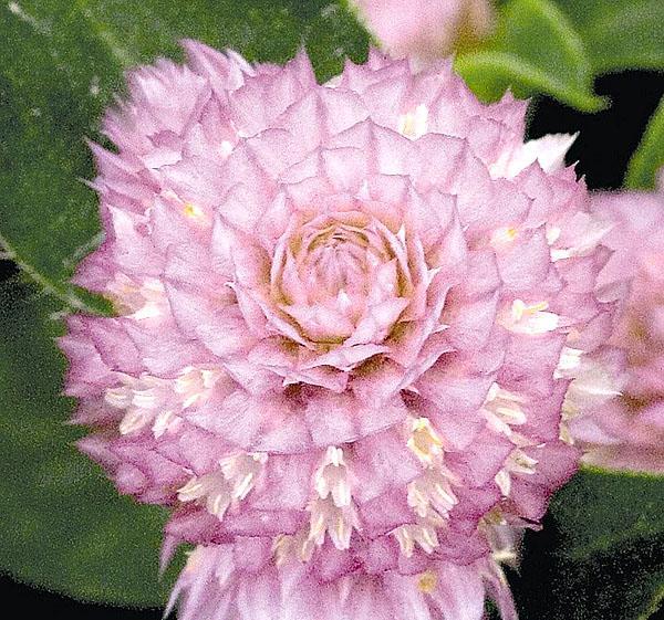 carmin gomphrena