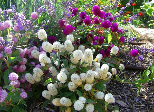 gomfrena florece en el jardín