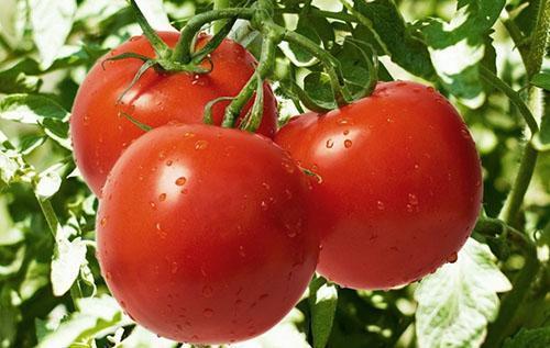 Tomates