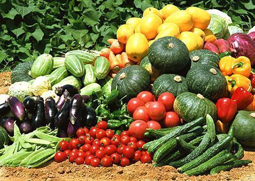 Hortalizas cultivadas en su cabaña de verano