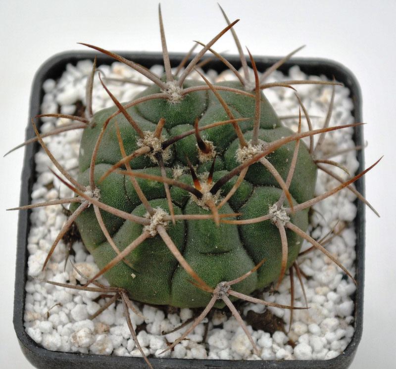 himnocalycium en crecimiento