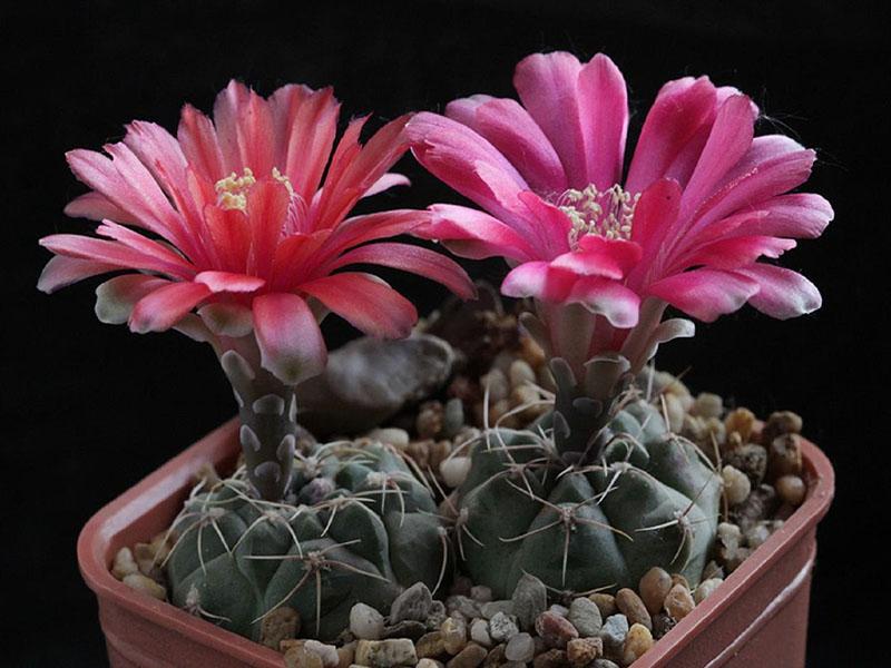 fleurs d'hymnocalycium