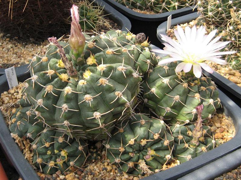 cuidando el gymnocalycium en casa