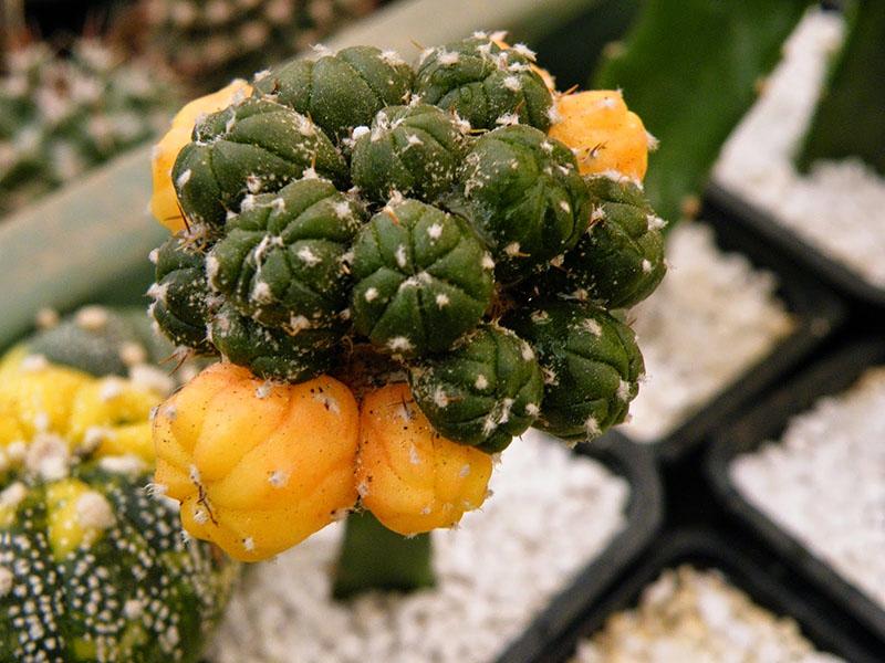 cactus en crecimiento