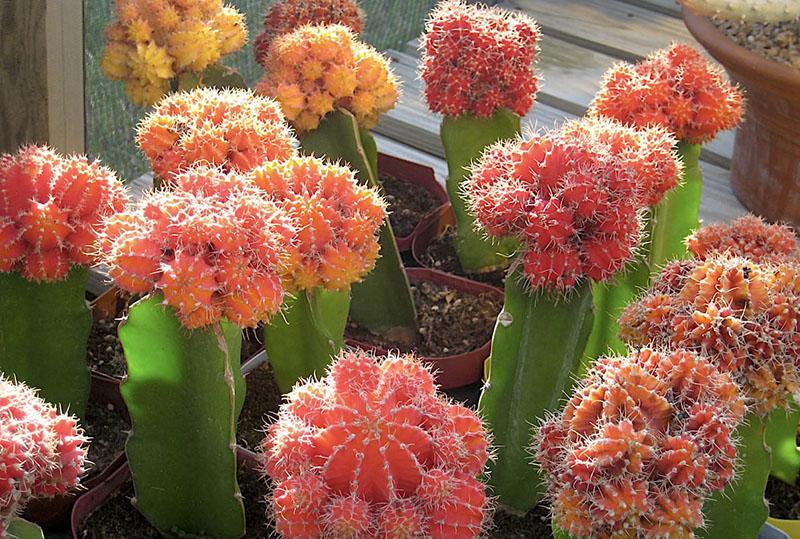 himnocalycium Mikhanovich