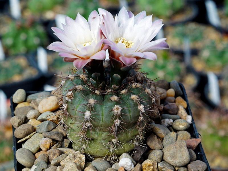 hymnocalycium reductum