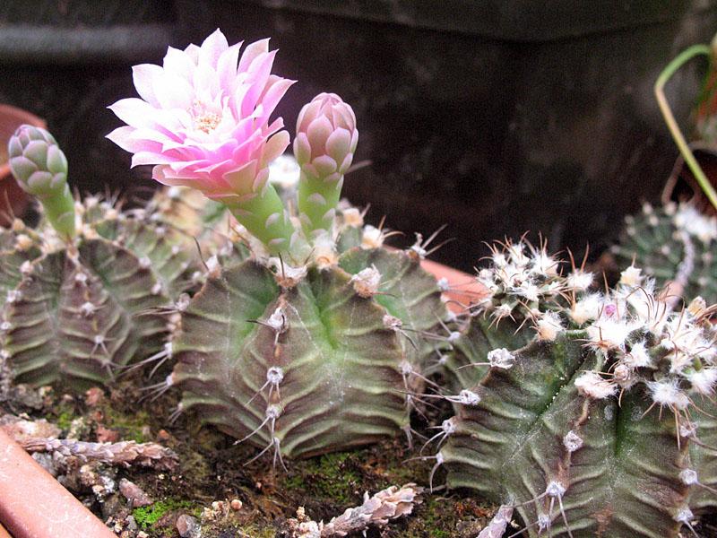 Hymnocalycium de Frédéric