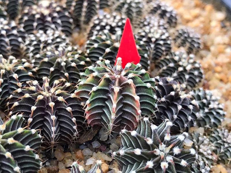 Gymnocalycium Aqua Dulce