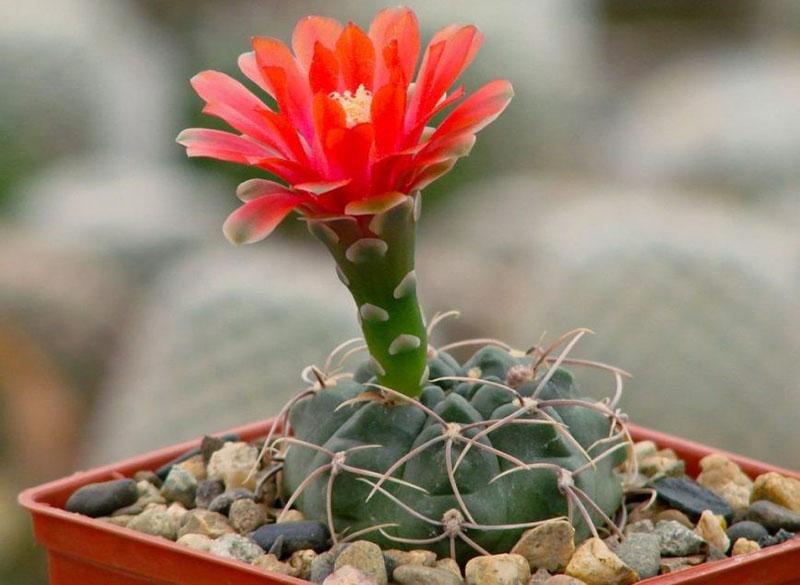 Soins Gymnocalycium à domicile